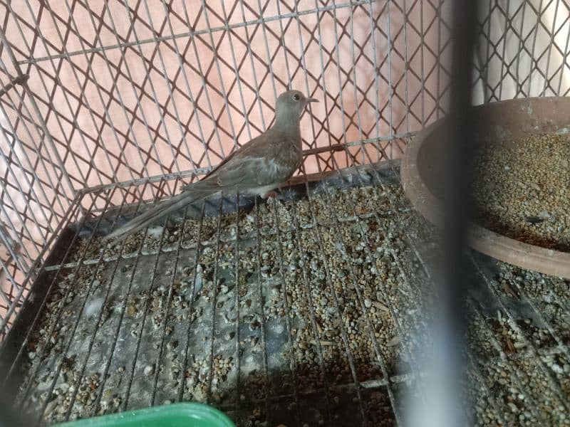 brilliant white dove cross female and red pied dove 1