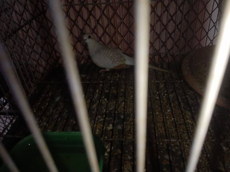 brilliant white dove cross female and red pied dove 8