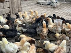 28 days ky golden misri chicks for sale