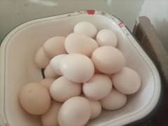 Light Sussex Fresh and Fertile Eggs for sale
