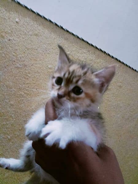 Persion kitten 2