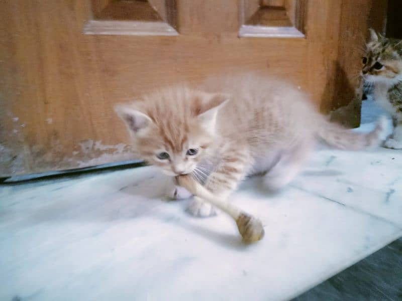 Persion kitten 8