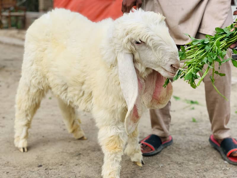 Kajla Chatra ( Sheep Dumba Goat Bakra ) 1