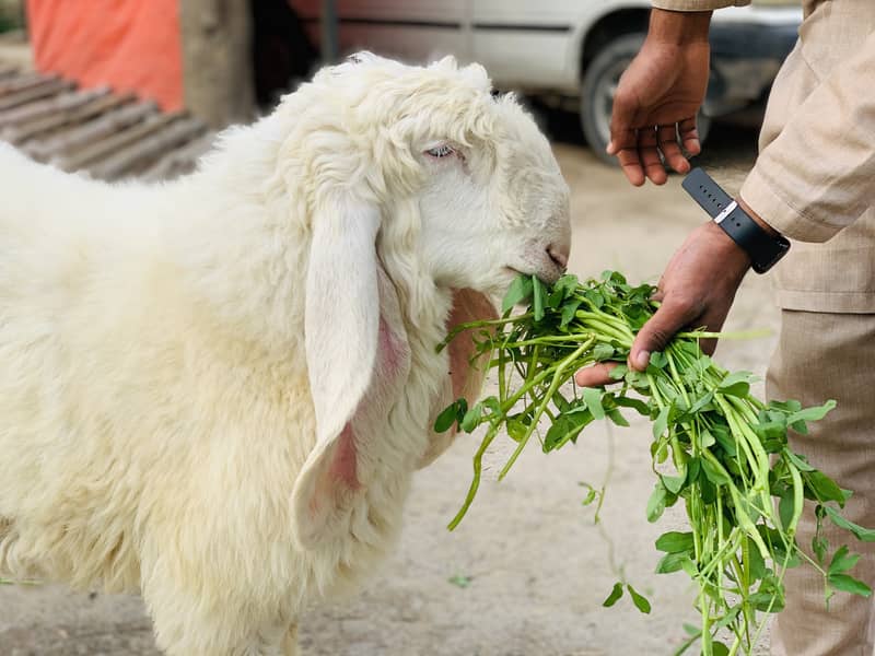Kajla Chatra ( Sheep Dumba Goat Bakra ) 2