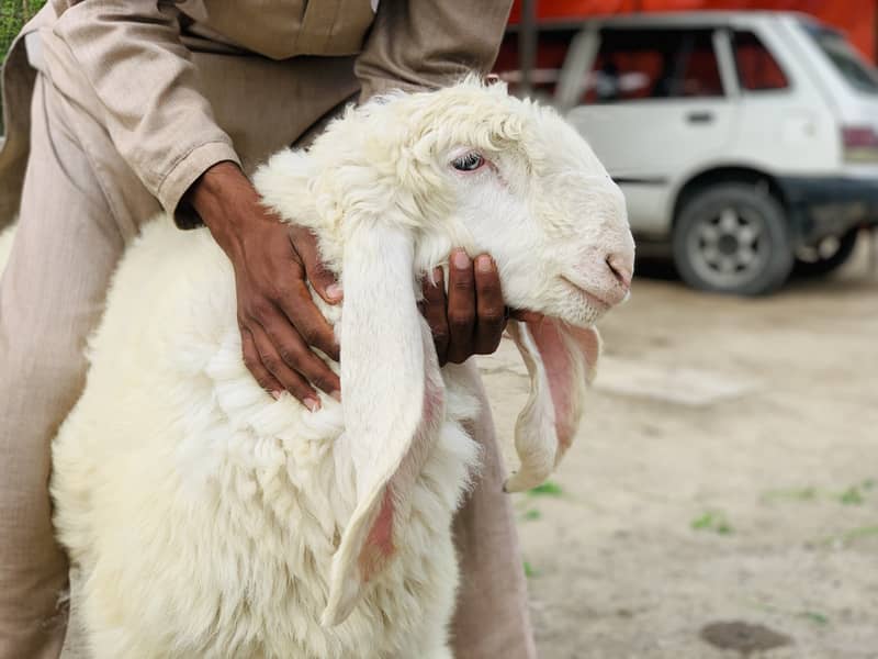 Kajla Chatra ( Sheep Dumba Goat Bakra ) 3
