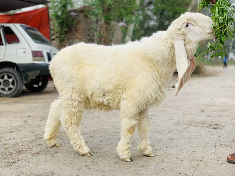 Kajla Chatra ( Sheep Dumba Goat Bakra ) 4