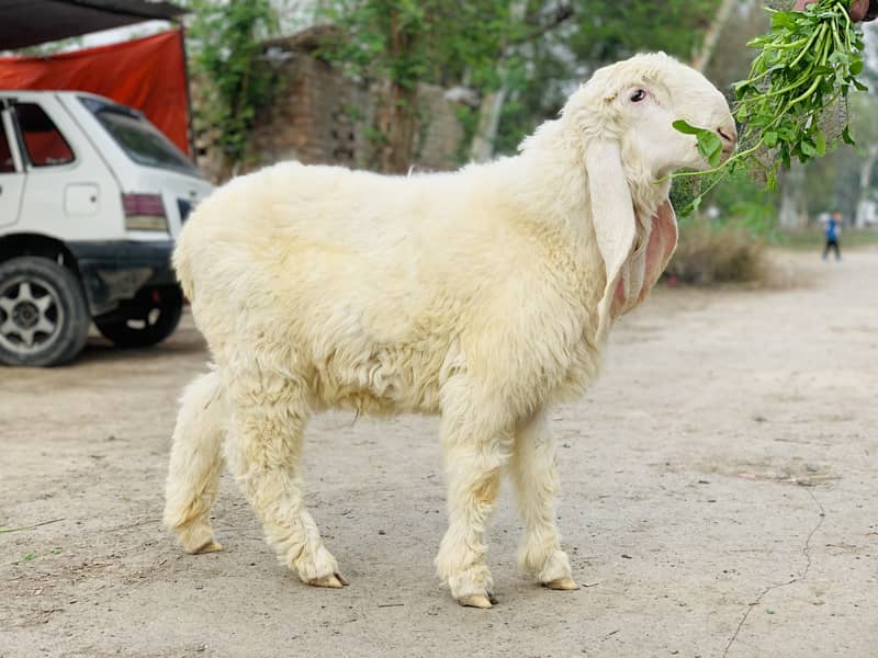 Kajla Chatra ( Sheep Dumba Goat Bakra ) 5