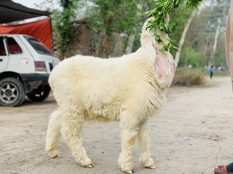 Kajla Chatra ( Sheep Dumba Goat Bakra ) 6