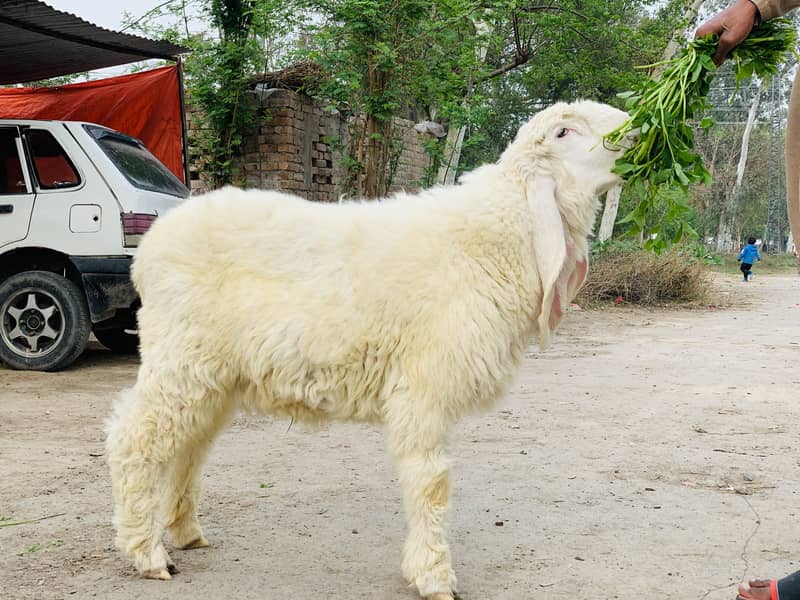 Kajla Chatra ( Sheep Dumba Goat Bakra ) 7