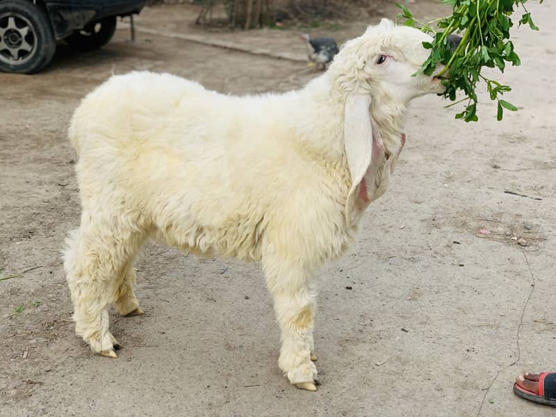 Kajla Chatra ( Sheep Dumba Goat Bakra ) 8