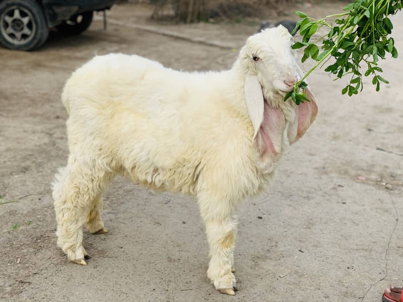 Kajla Chatra ( Sheep Dumba Goat Bakra ) 9
