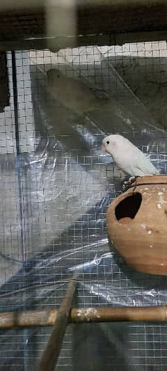 Albino red eyes breader pairs for sale.