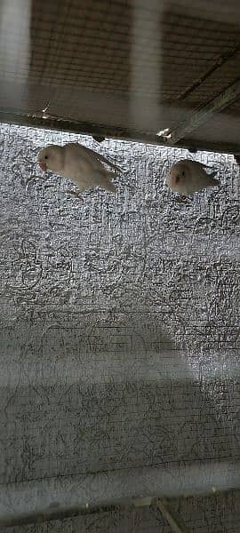 Albino red eyes breader pairs for sale. 4