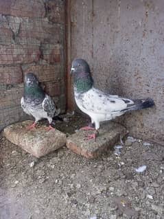 kaboter for sale lagay lagy joary for sale 2000 pair 0