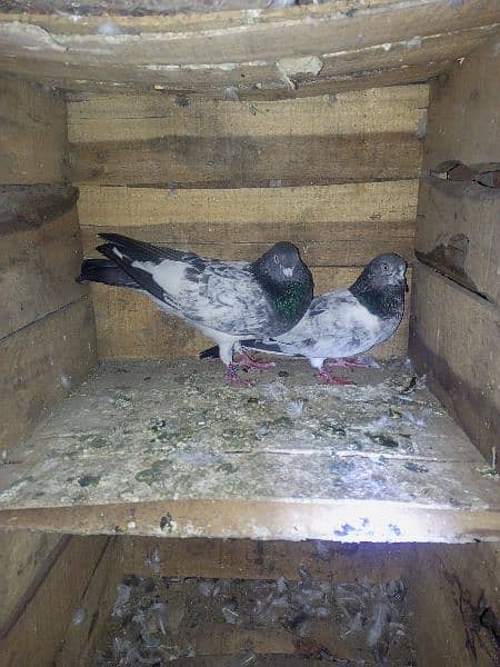 kaboter for sale lagay lagy joary for sale 2000 pair 3