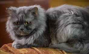 Persian Cat Gray  triple coated