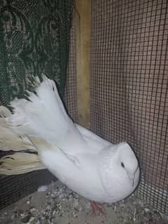 Male white lucka for sell