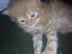 Persian kittens light brown colors