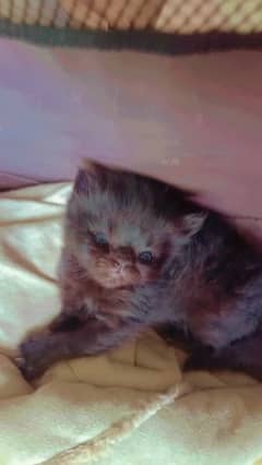 Semi punch & british short hair kittens only 4 weeks old