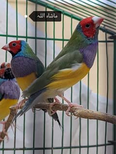 MASHALLAH QUALITY SPEAKS COMMON GOULDIAN READY TO BREED pairs healthy