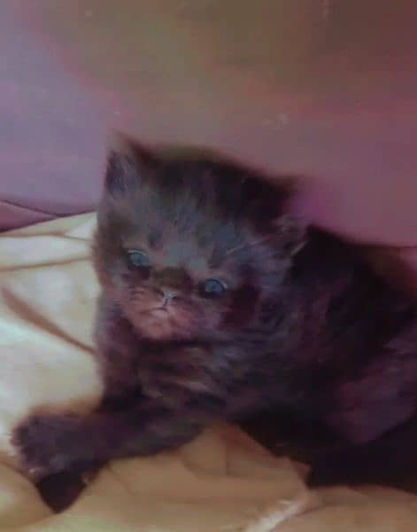 Semi punch & british short hair kittens only 4 weeks old 0