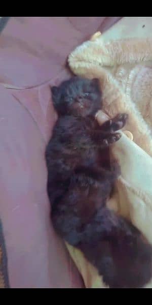 Semi punch & british short hair kittens only 4 weeks old 3