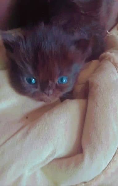 Semi punch & british short hair kittens only 4 weeks old 4