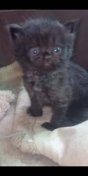 Semi punch & british short hair kittens only 4 weeks old 5
