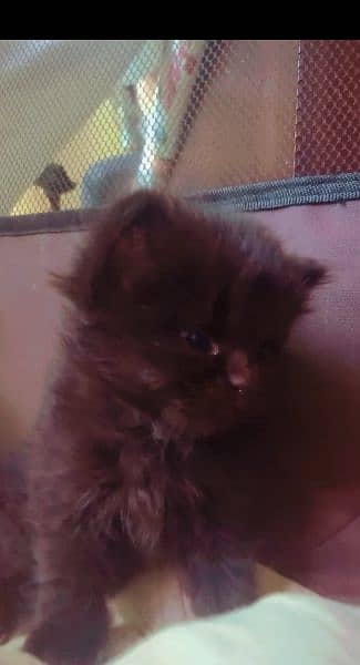 Semi punch & british short hair kittens only 4 weeks old 6
