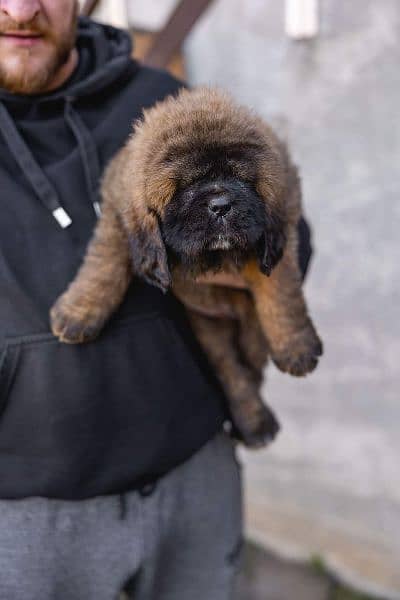 Tibetan mastiff 2