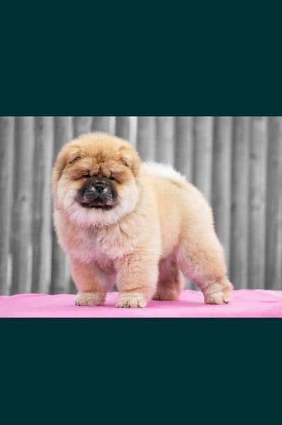 chow chow 0