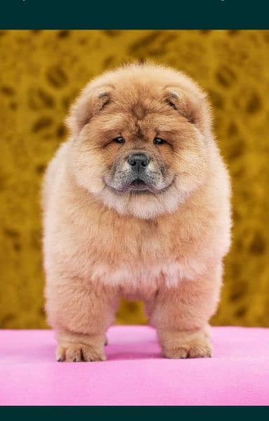 chow chow 1