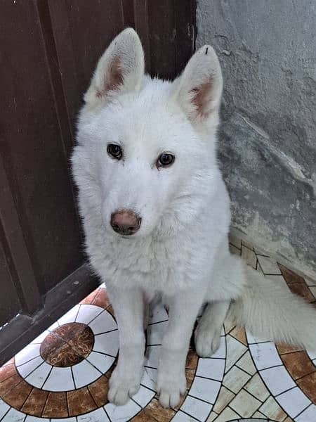 Siberian husky puppy for sale 0