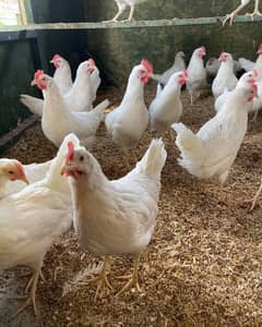 Leghorn fresh & fertile eggs and chicks