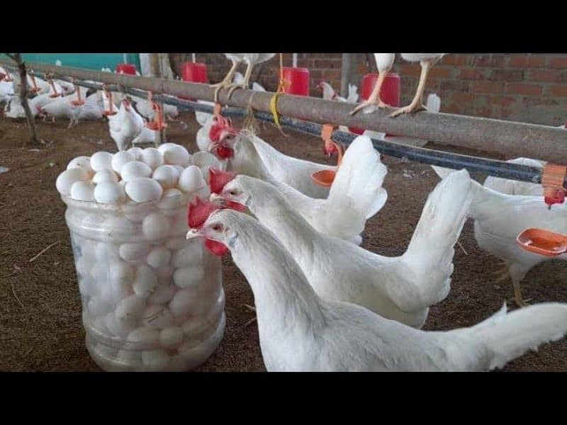 Leghorn fresh & fertile eggs  صرف انڈے 1