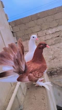 All types of pigeons available tht u want