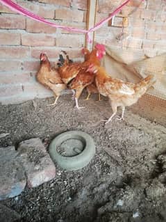 hens set up for sale