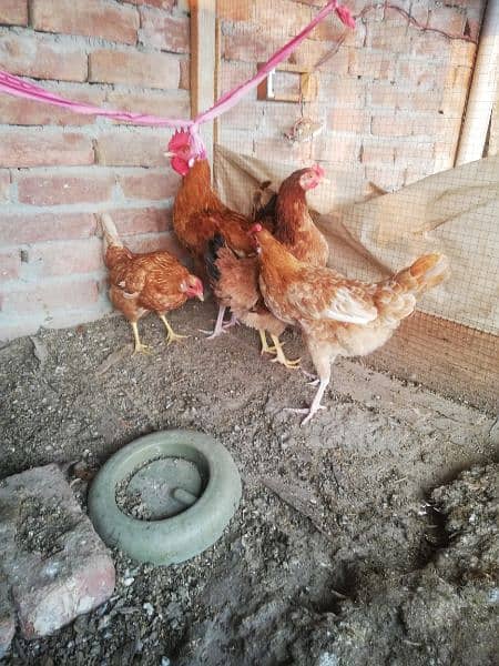 hens set up for sale 1