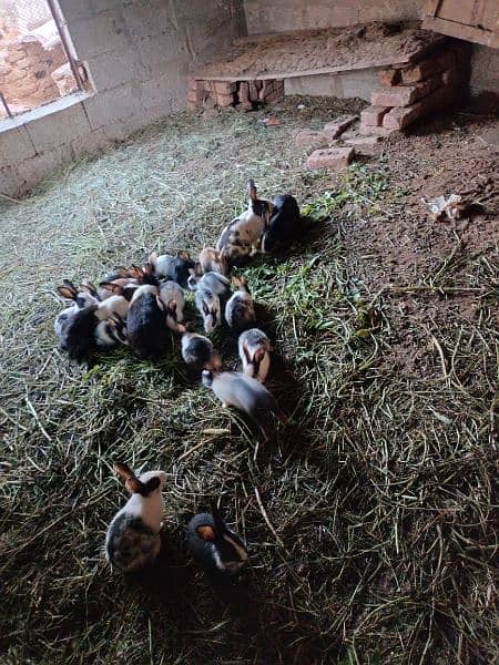 rabbits for sale urgent only call serious buyers 2