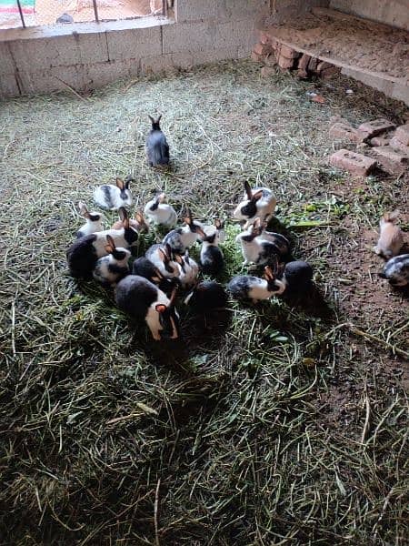 rabbits for sale urgent only call serious buyers 4