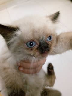 blue eye cat