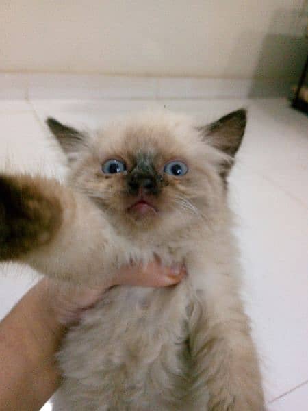 blue eye cat 1