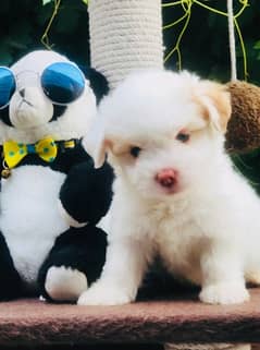 Maltese Puppy Available