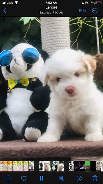 Maltese Puppy Available 1