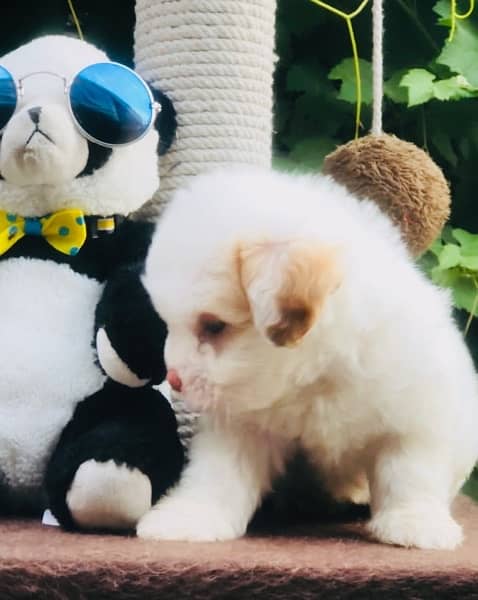 Maltese Puppy Available 2