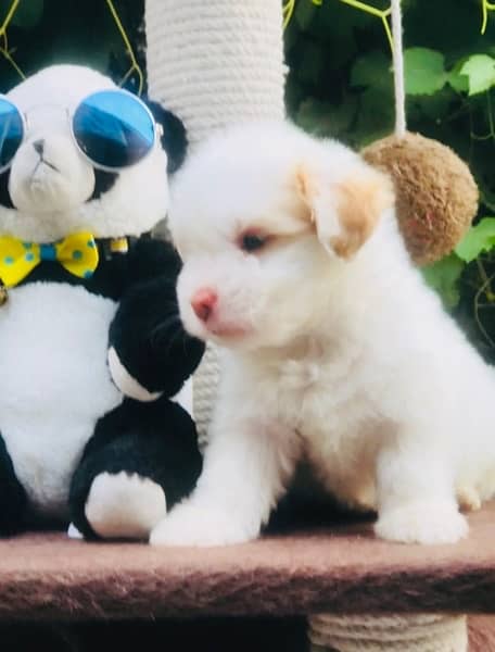 Maltese Puppy Available 3