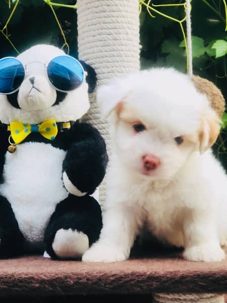 Maltese Puppy Available 4