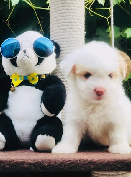 Maltese Puppy Available 5