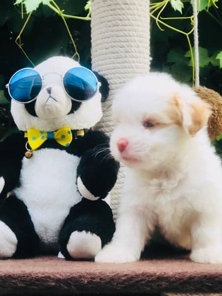 Maltese Puppy Available 6