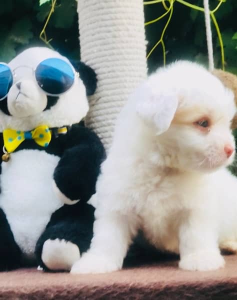 Maltese Puppy Available 7